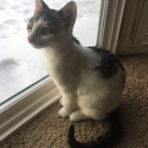 Follow-Up Animal Session (45 Minutes)