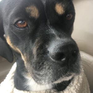 In-Person Animal Session (20 Minute Session, 30 Minutes Total)