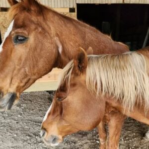 Full-Length Animal Session (60 Minutes)