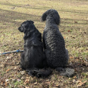 Animal Communication Sessions