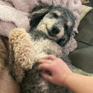 Brief Chat Animal Session (30 Minutes)