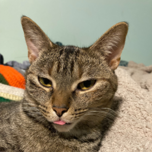 Just One! Animal Session (15 Minutes)